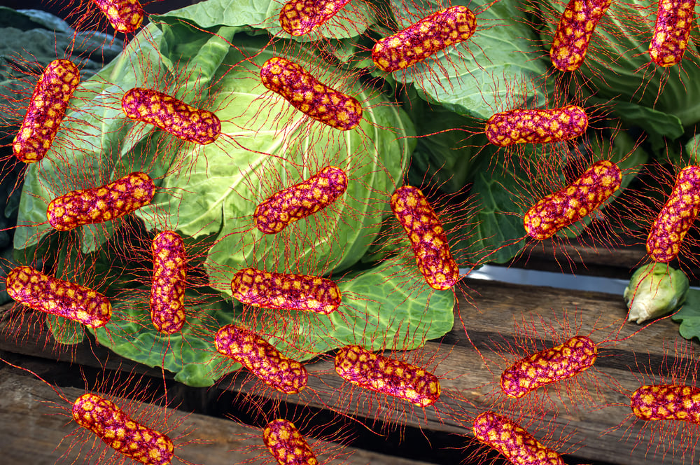 Preventing E. coli From Garden to Plate