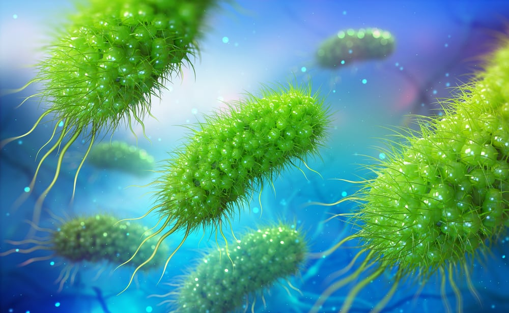 Comparing Salmonella and E. coli differences and potential hazards